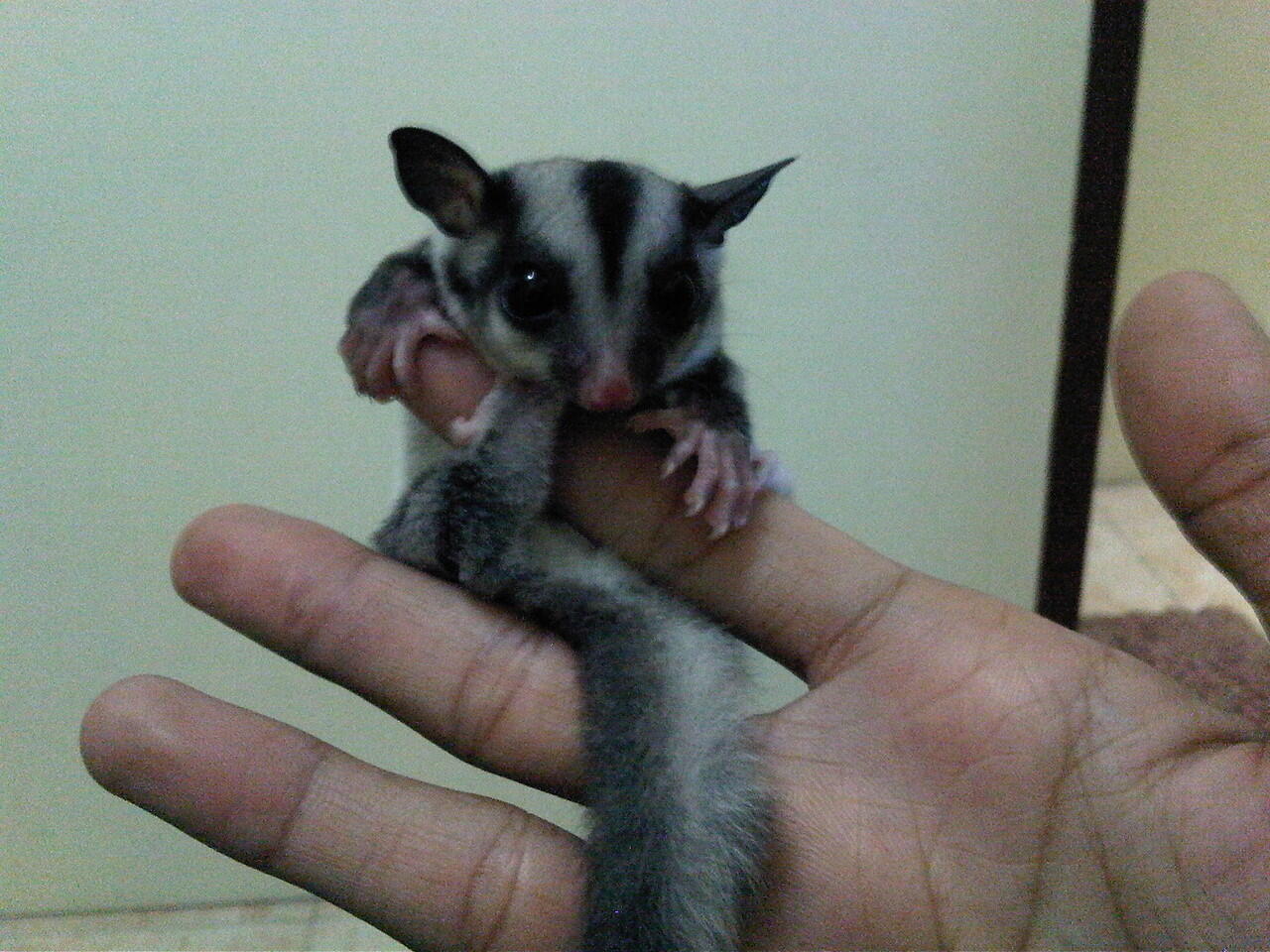 Joey Sugar Gliders