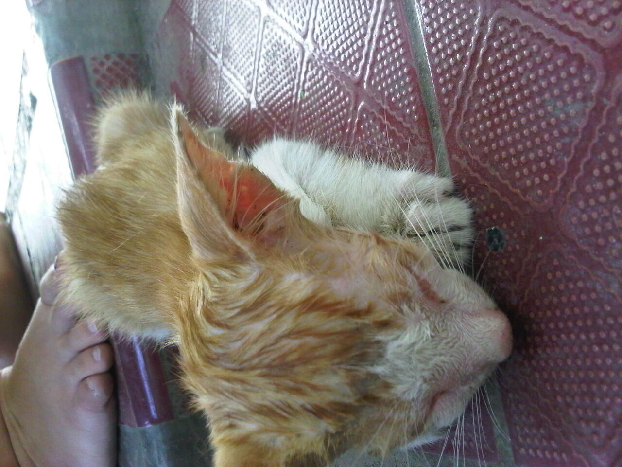 Kucing Lokal/Domestik/Kampung