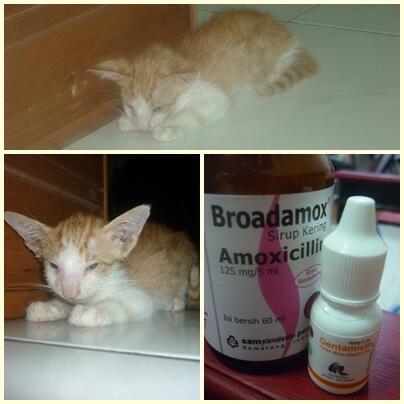 Kucing Lokal/Domestik/Kampung