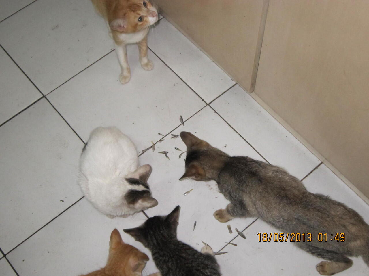 Kucing Lokal/Domestik/Kampung