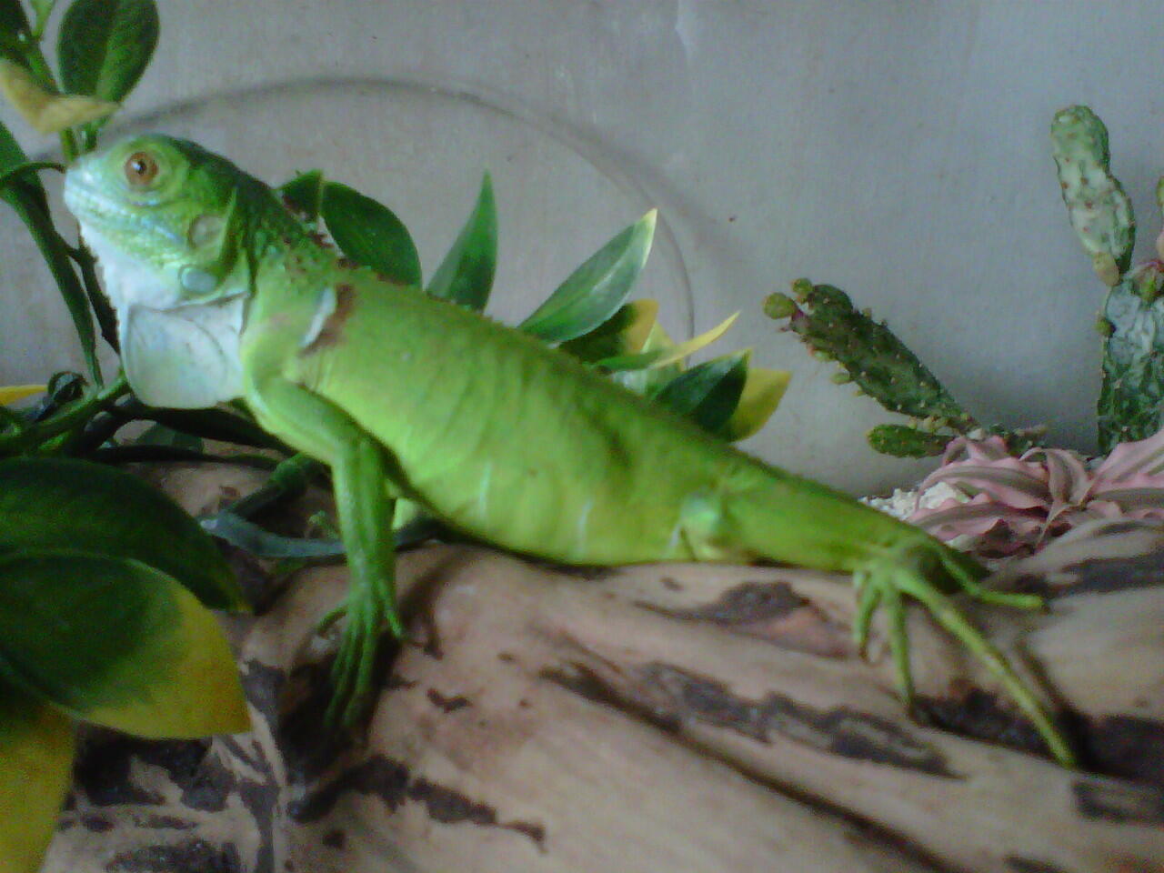 iguana hijau dijual