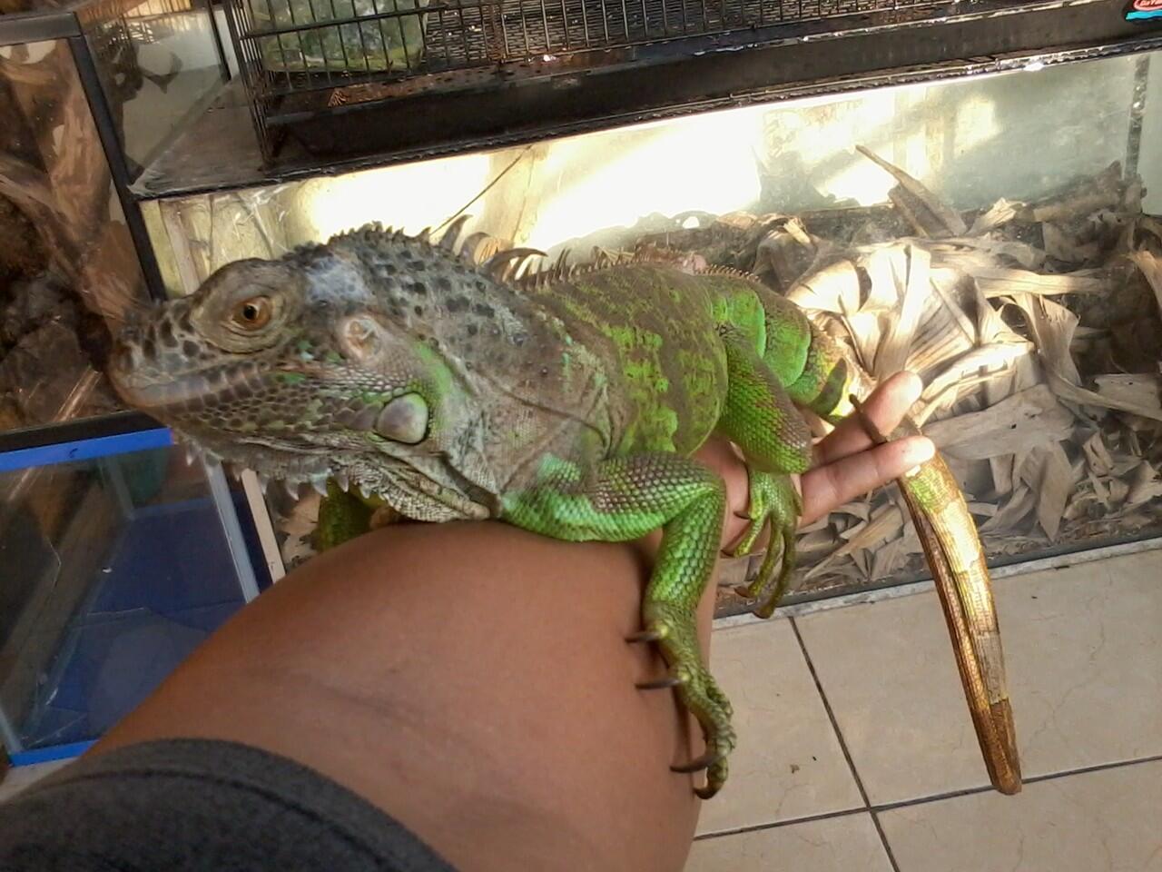 iguana jakarta