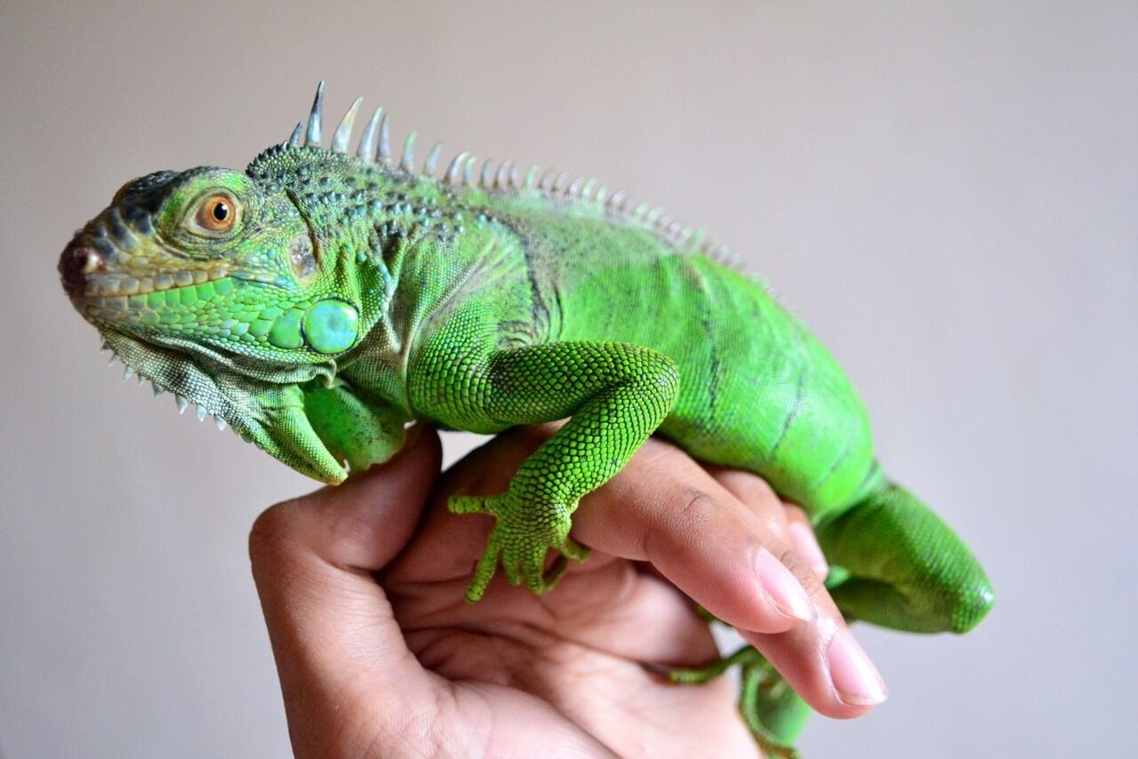 iguana kaskus