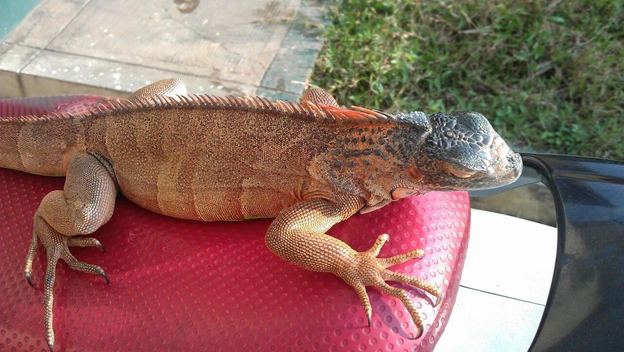 iguana betina