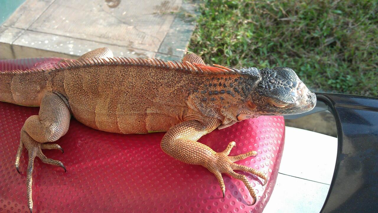 iguana harga