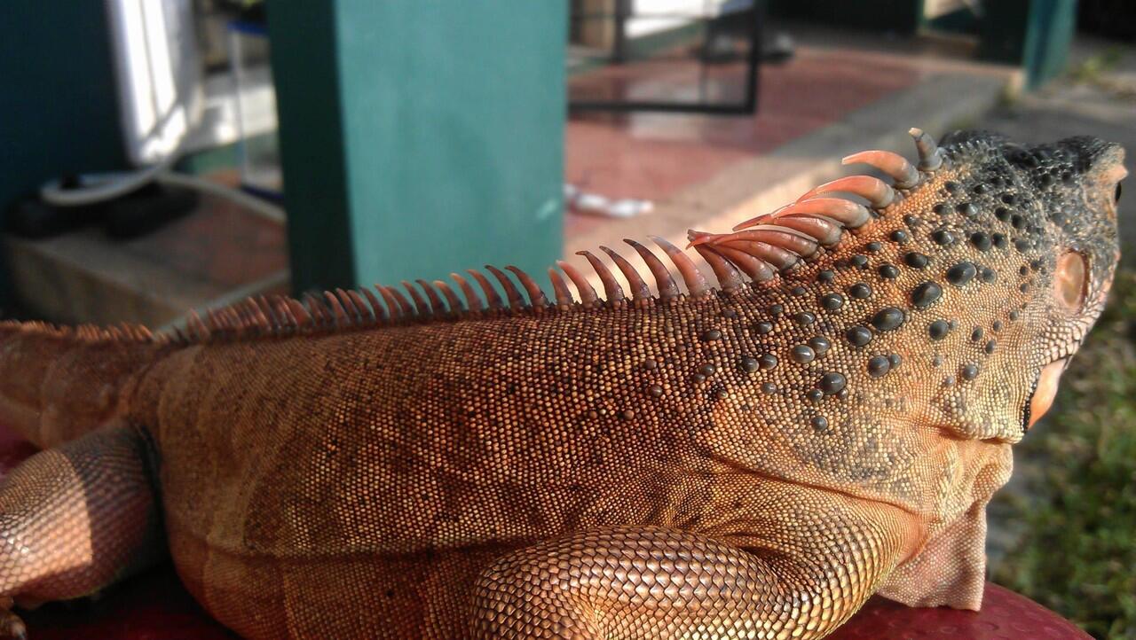 iguana betina