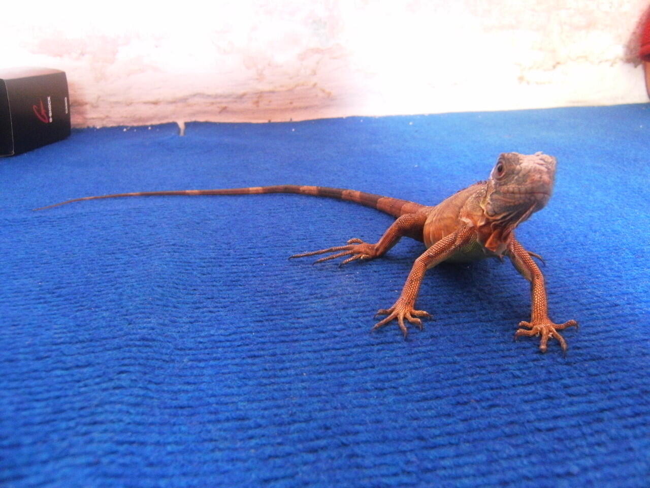 iguana jogja