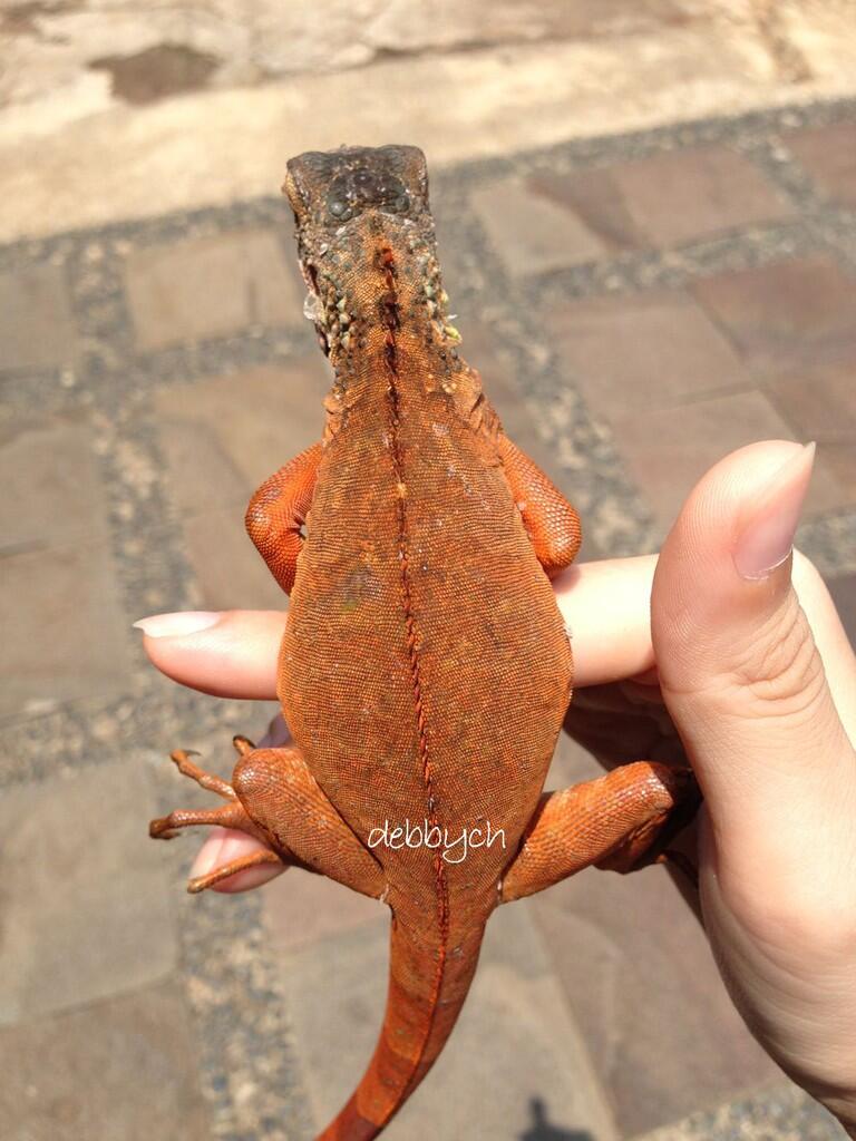 iguana gagal shedding