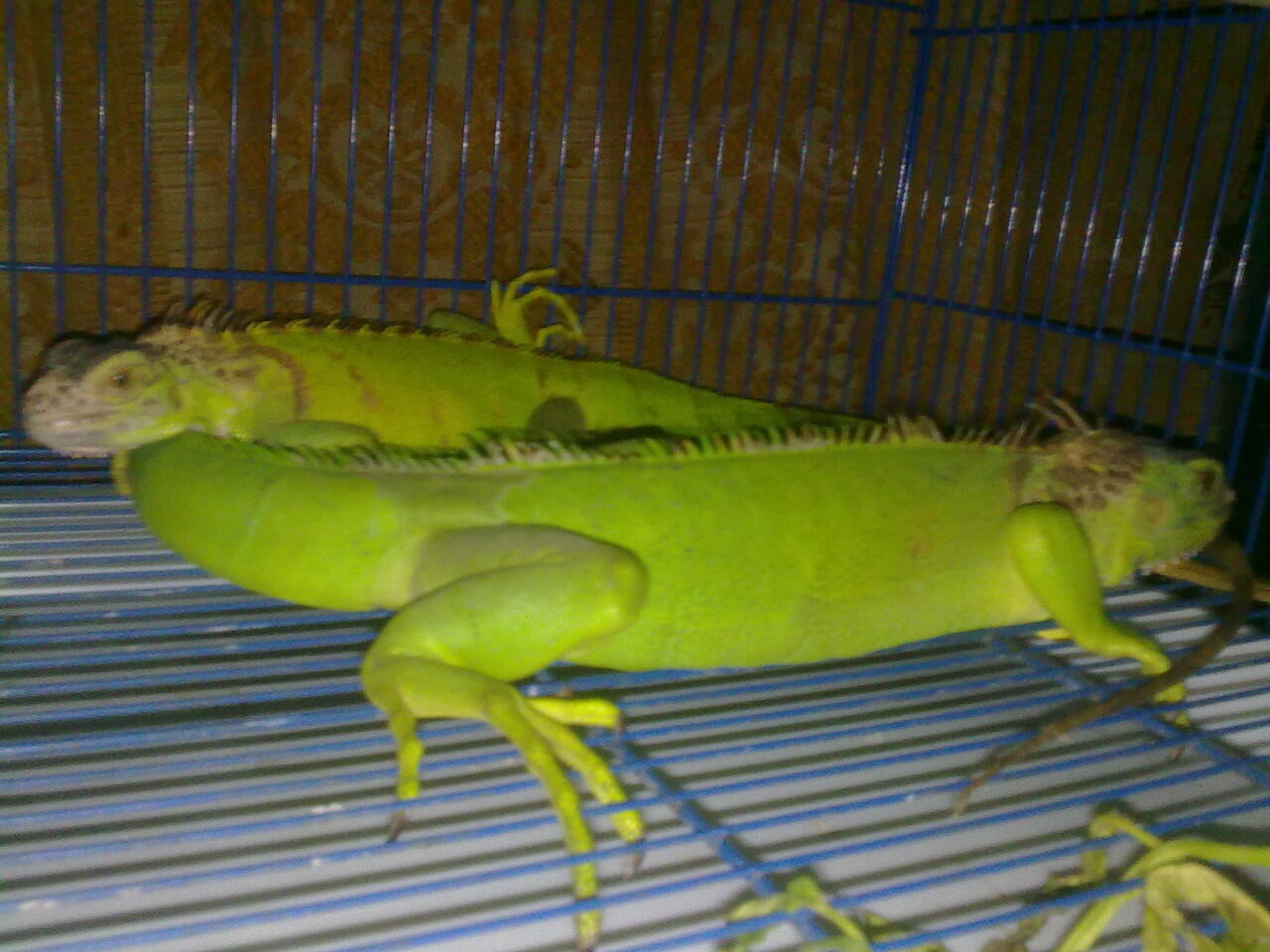 iguana harga