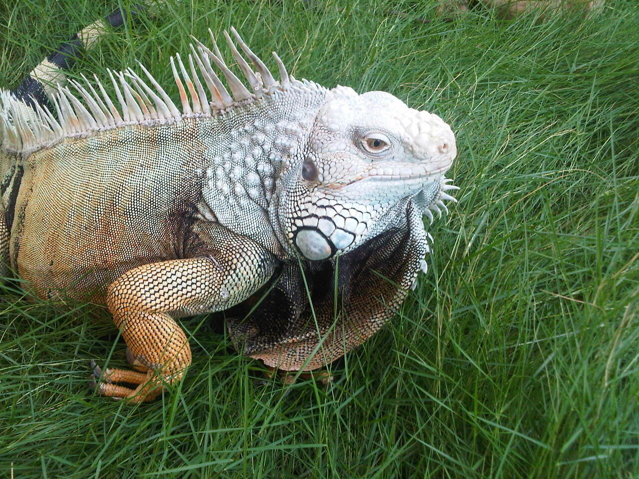 iguana columbia x peru