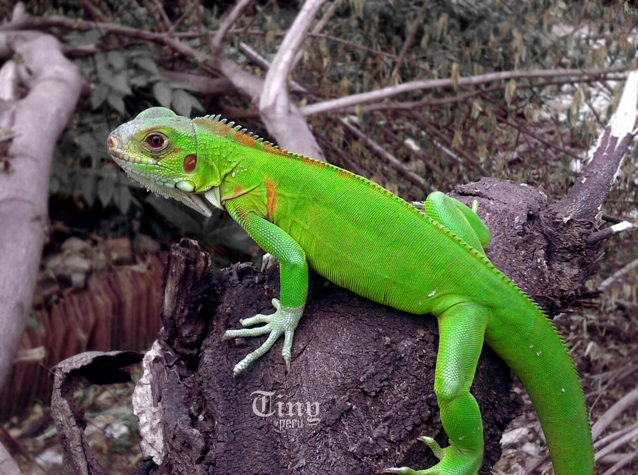 iguana gak mau makan