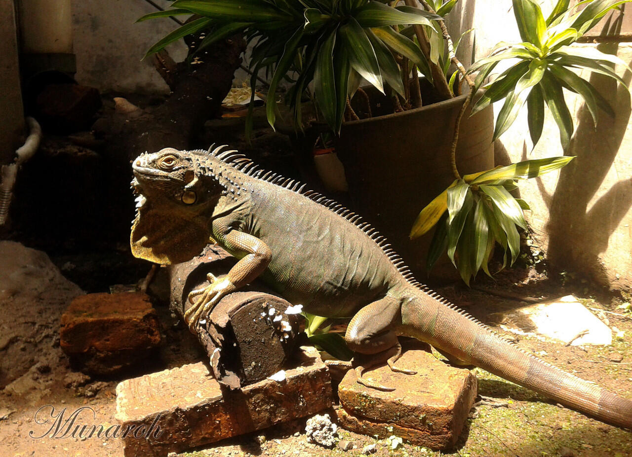 iguana hamil