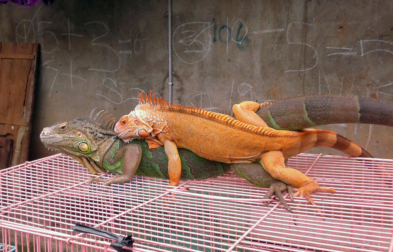 iguana gak mau makan