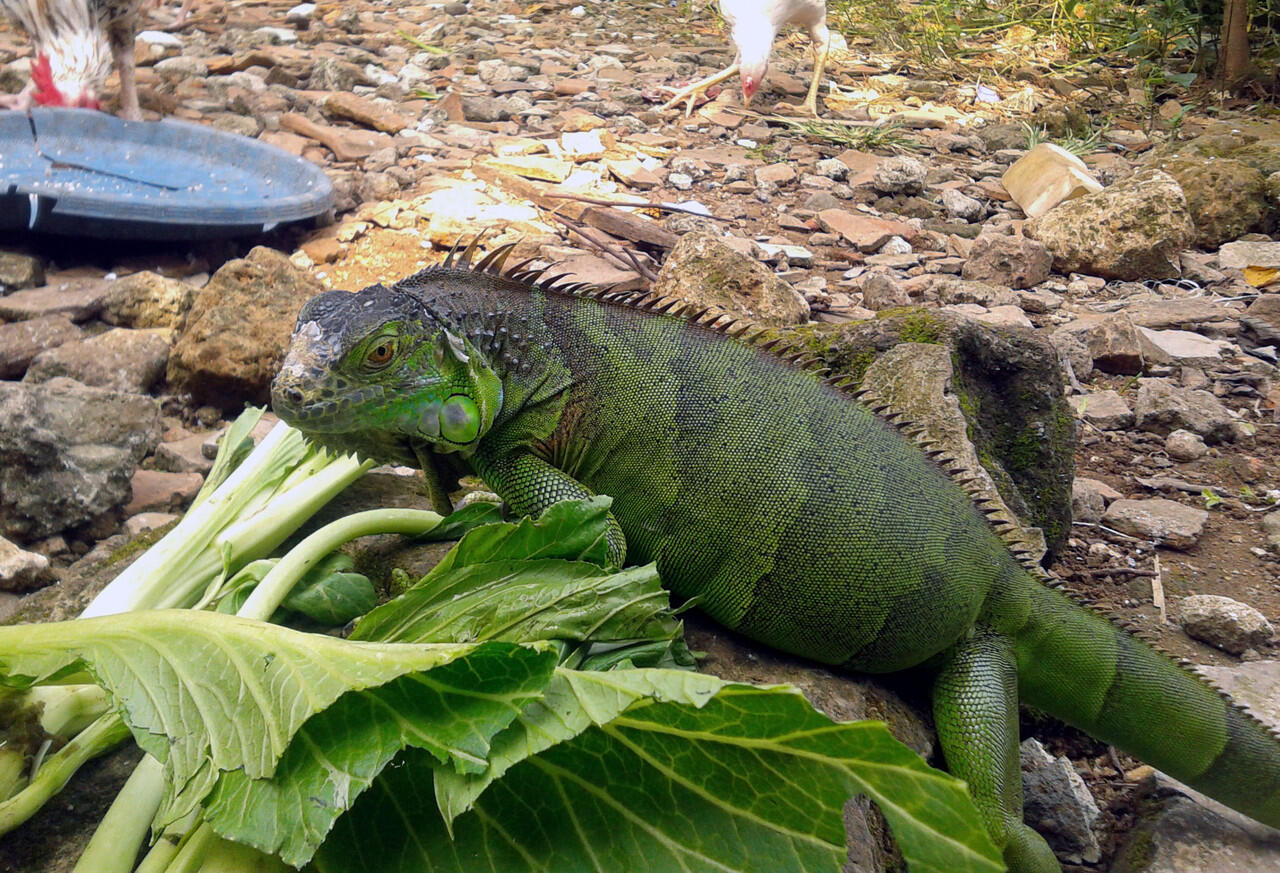 iguana hamil