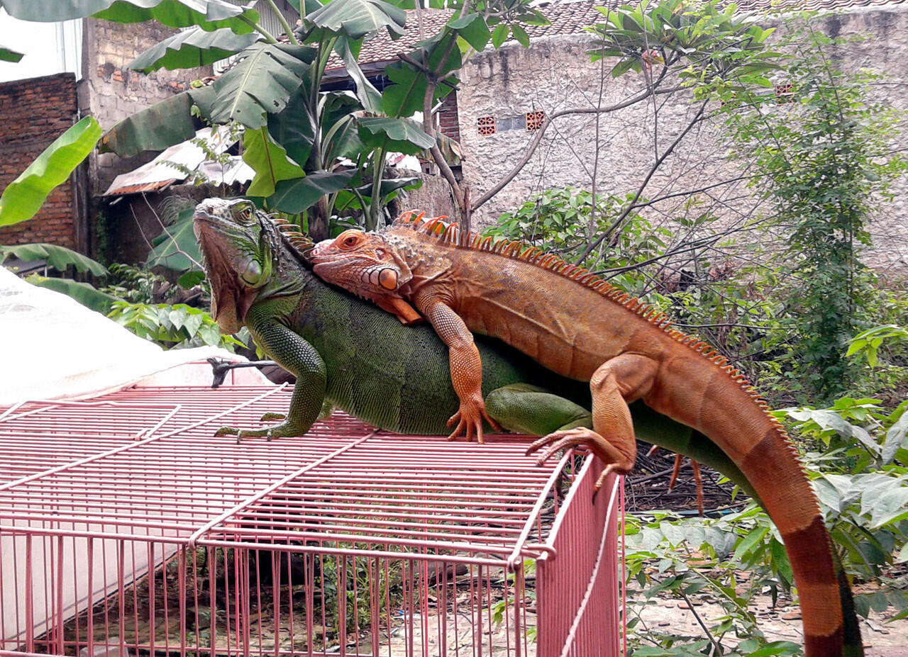 iguana hamil