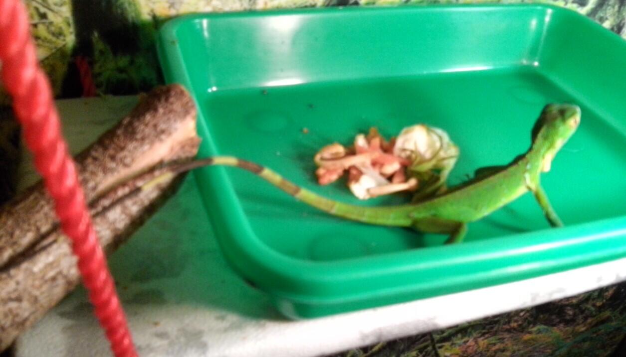 iguana peru dewasa