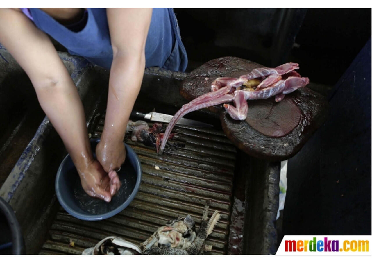 iguana gak mau makan