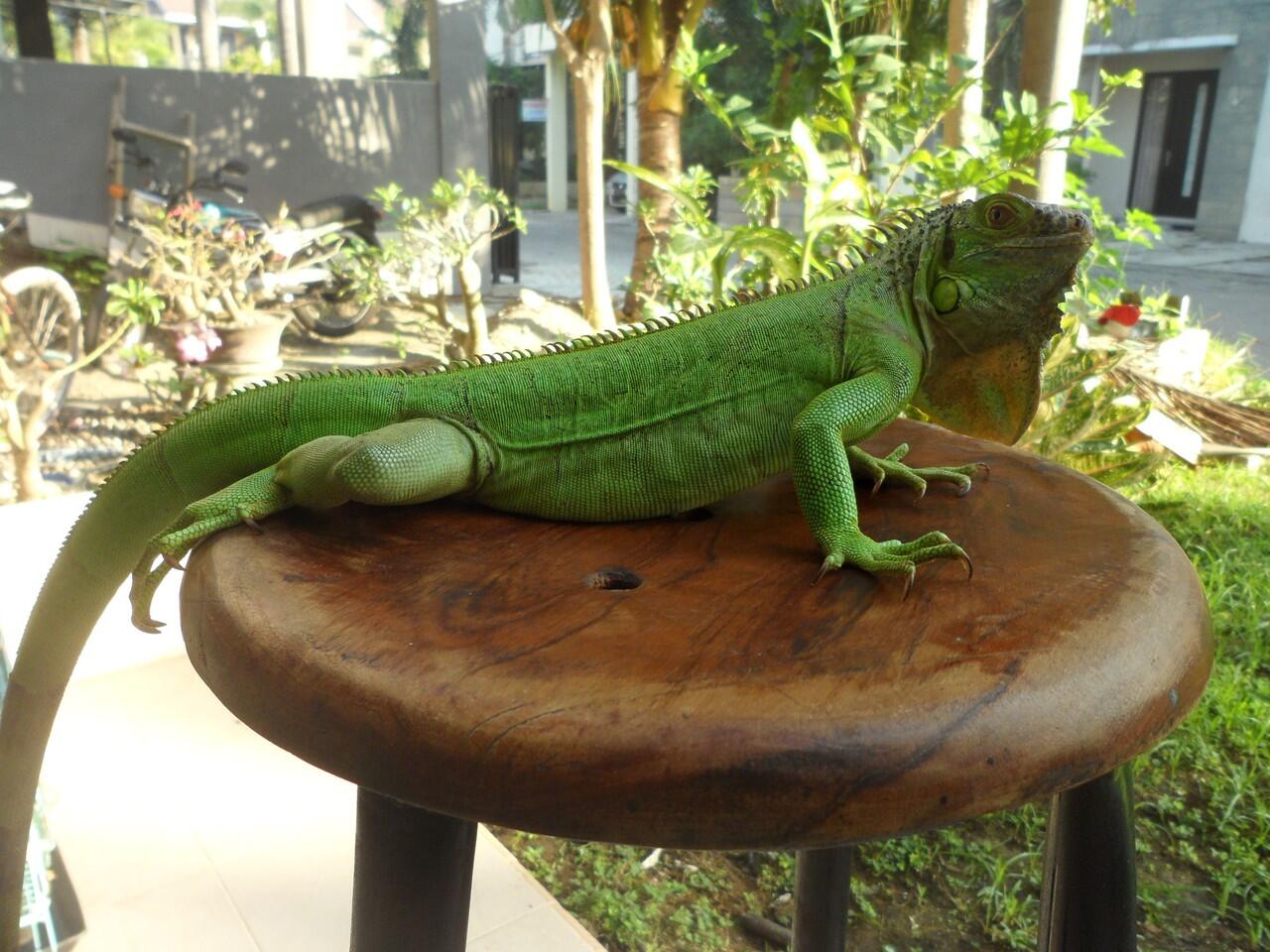 iguana peliharaan