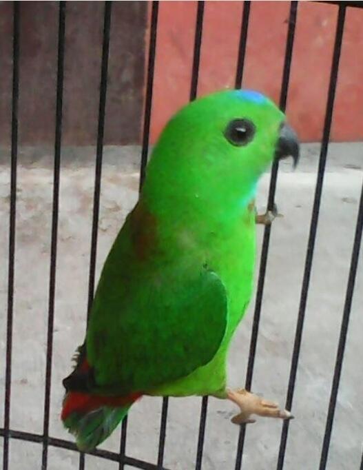 Balasan Dari Serindit Lovers Kaskus