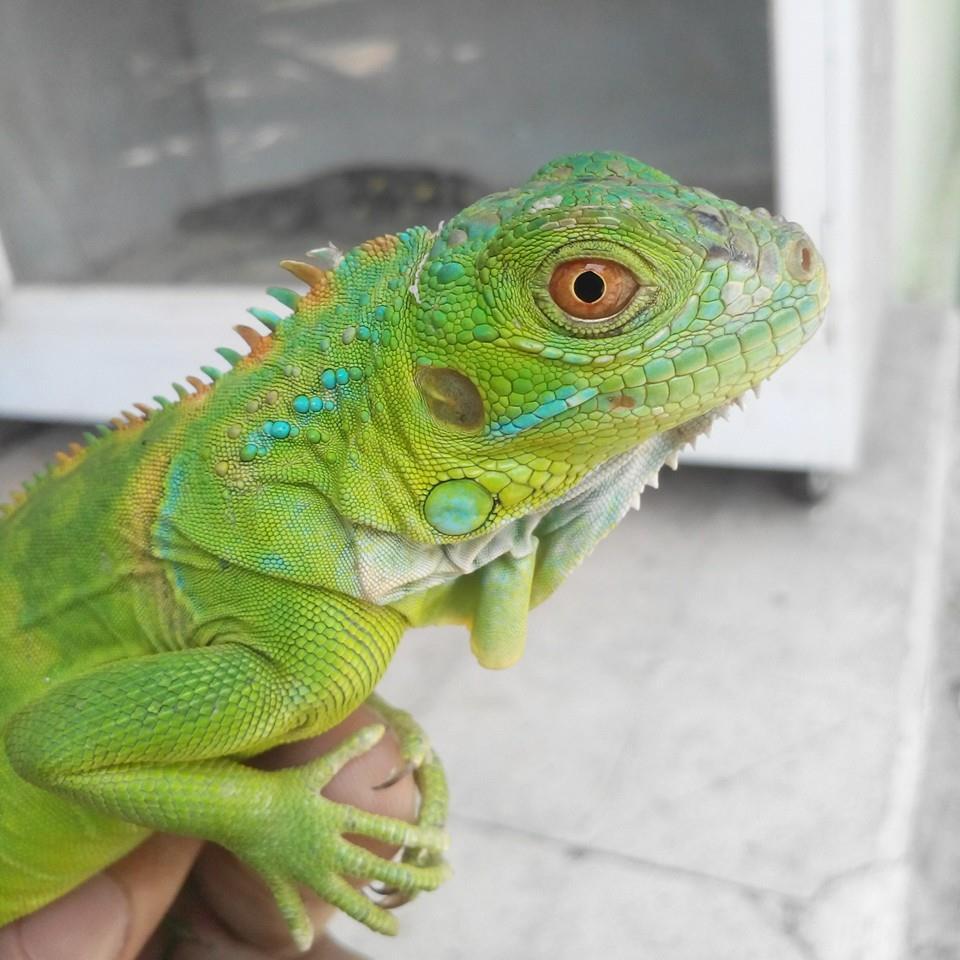 iguana bercula