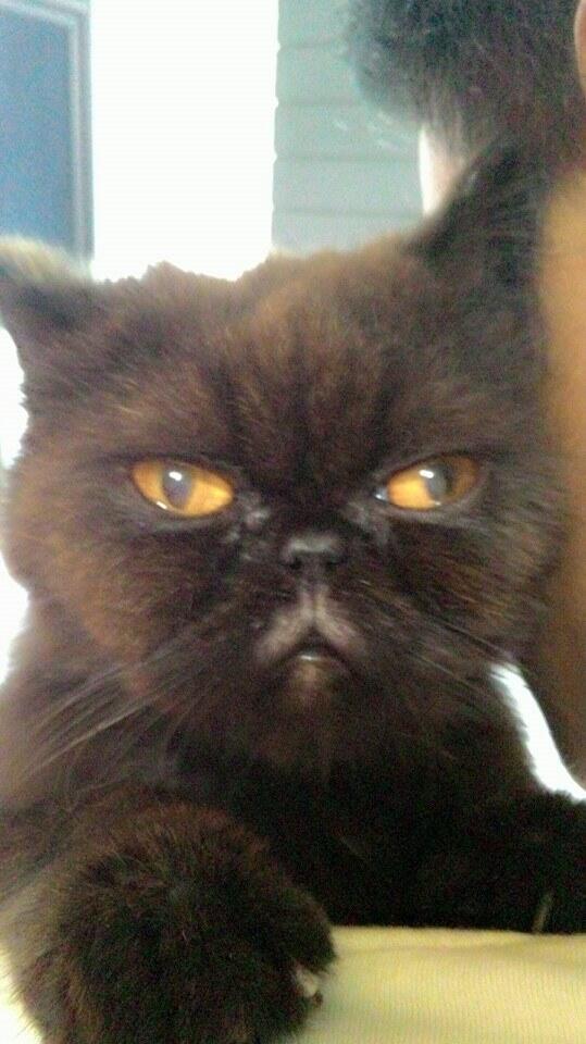 WTS Kucing Persia Peaknose + anakannya sepasang jantan 