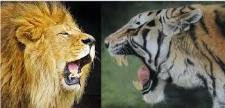 Pendapat Para Ahli tentang Harimau VS Singa