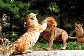 Pendapat Para Ahli tentang Harimau VS Singa