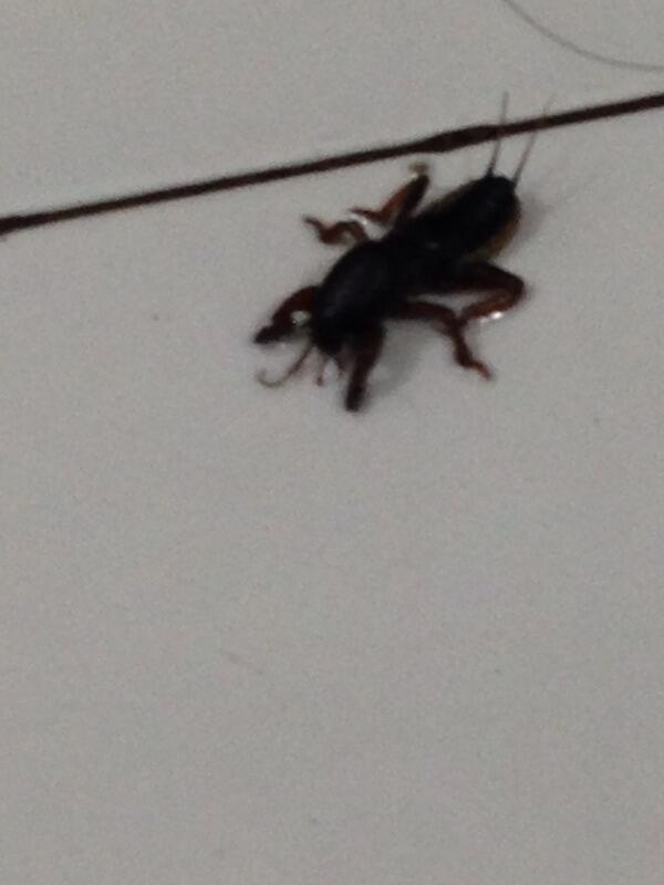 Help Serangga Apa Ini Kaskus