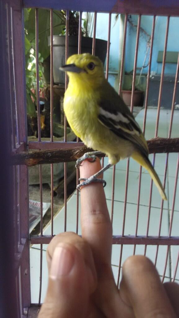 20+ Lidah burung cipoh jantan dan betina terupdate