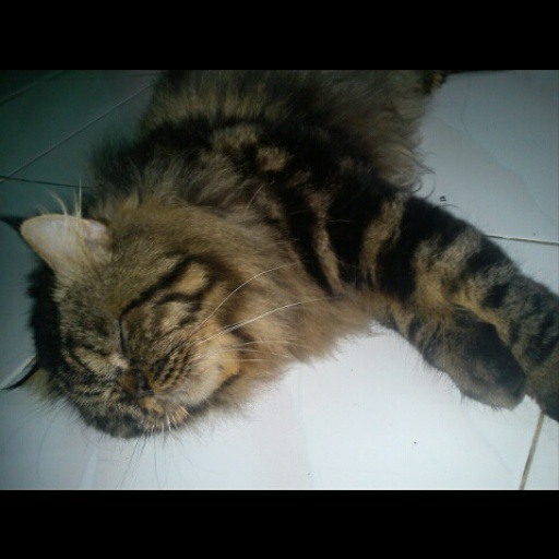 kucing persia | KASKUS