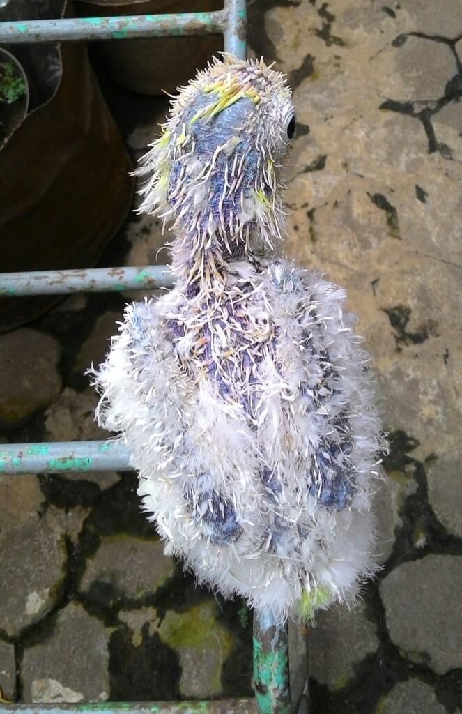 Balasan Dari Burung Paruh Bengkok Ii Kaskus