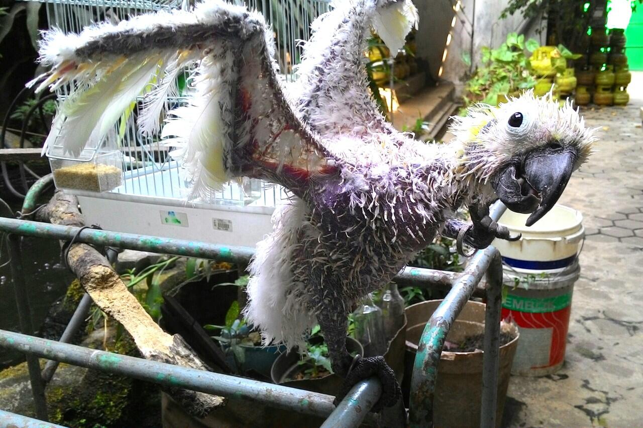 Balasan Dari Burung Paruh Bengkok Ii Kaskus
