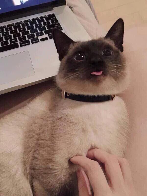 Jenis Kucing Apa Ini Kaskus