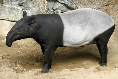 Balasan Dari Tapir Adalah Binatang Yang Dilindungi Kaskus