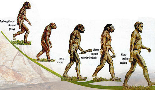 Bila dilihat dari bentuk rahang dan susunan giginya maka meganthropus paleojavanicus termasuk makhlu