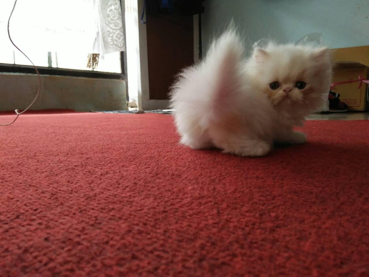 Kucing Persia Peaknose Longhair Dan Exotic Kaskus
