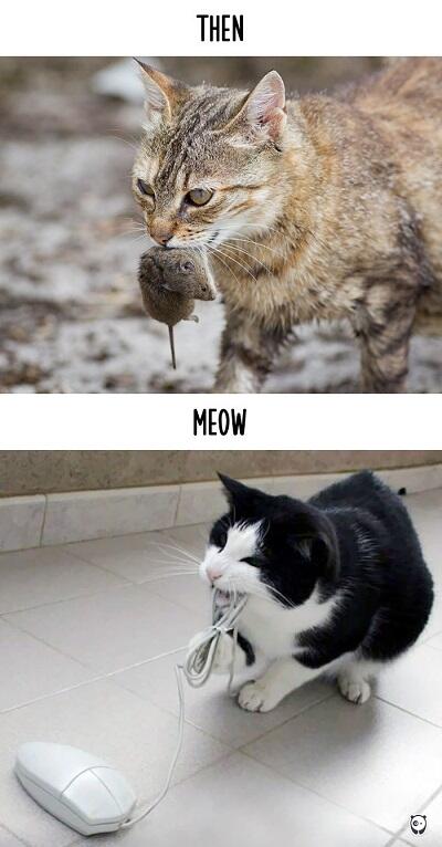 Foto Ini Menunjukkan Bahwa Teknologi Juga Mengubah Perilaku Kucing