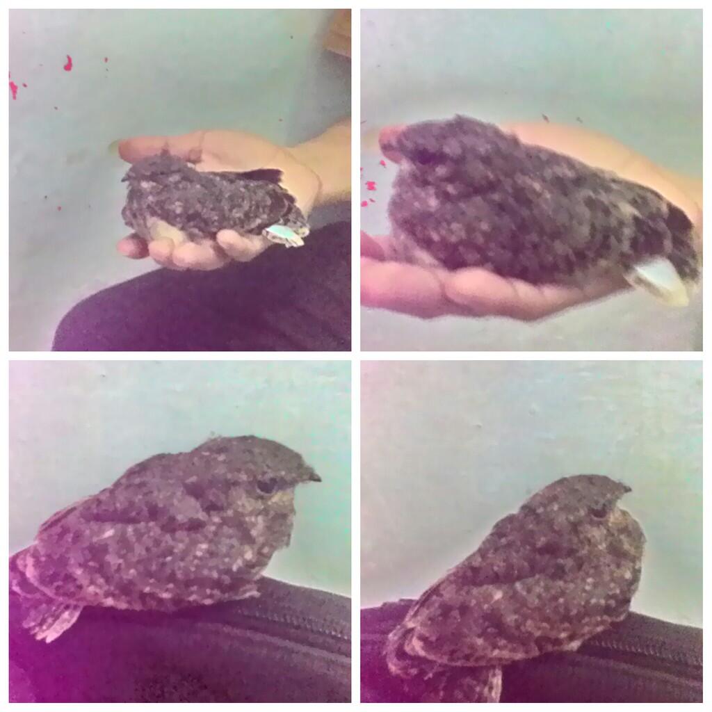 Burung Alap Alap Kaskus