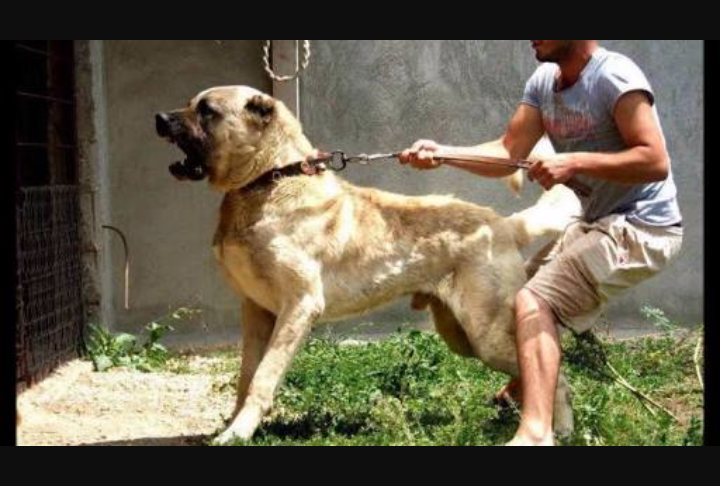 Kangal Turkish Dog Wajib Di Ikut Sertakan Braaay Kaskus