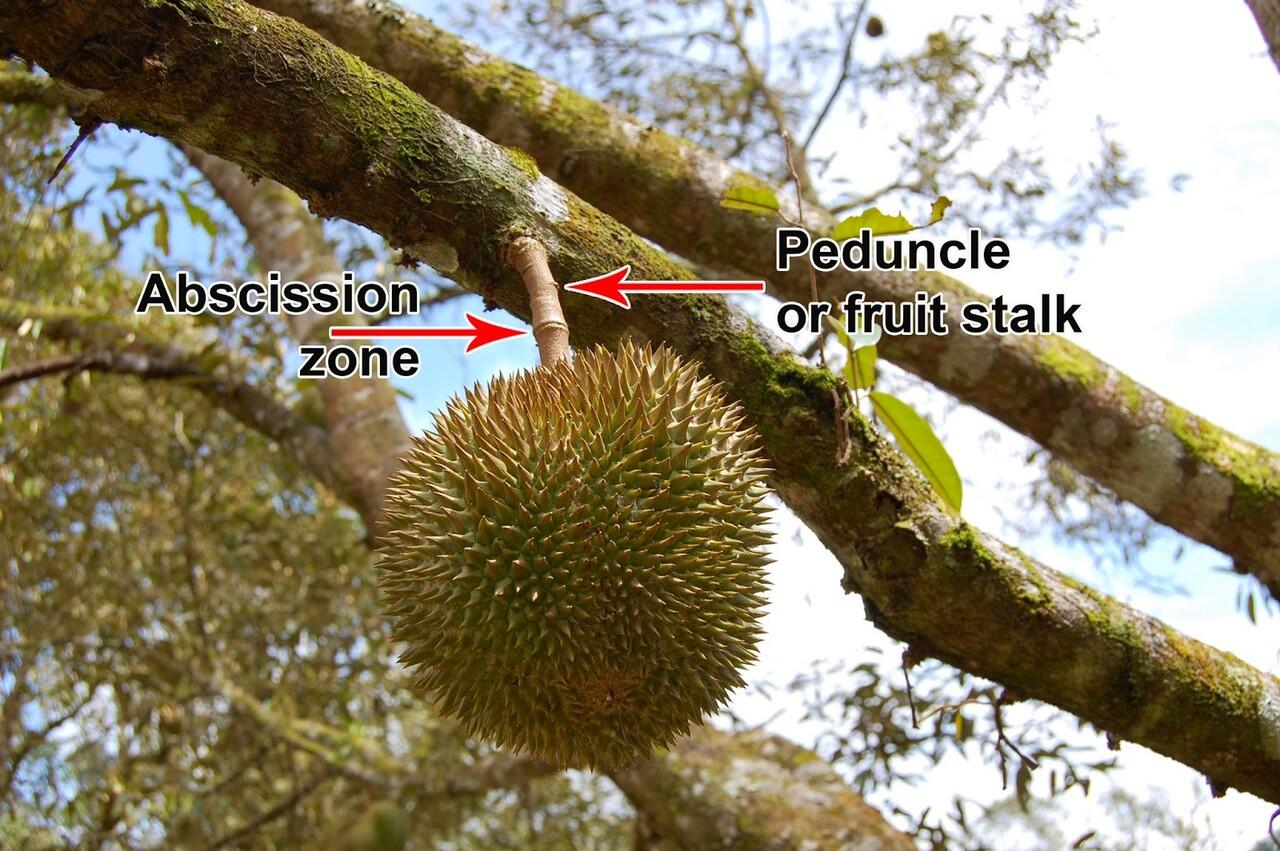 Inilah Alasan Mengapa Aroma Durian Sangat Menyengat Di Hidung KASKUS