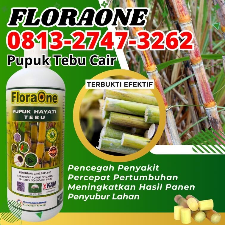 OH JADI INI CALL 0813 2747 3262 AGEN Pupuk Tanaman Tebu Kabupaten