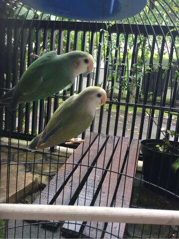 jual murah lovebird bird kaskus jual murah lovebird bird kaskus