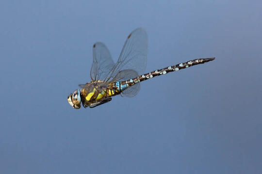 Bau Loe January 2016 Bau Loe January 2016