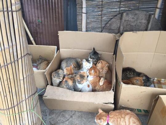 Ketika Pulau Kucing di Jepang Meminta Bantuan Makanan  Kucing!