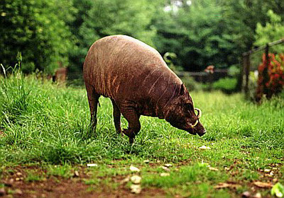 "Babirusa" Hewan Endemik Indonesia Yg Terancam Punah