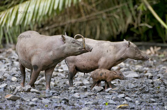 "Babirusa" Hewan Endemik Indonesia Yg Terancam Punah