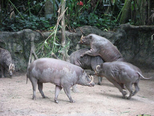"Babirusa" Hewan Endemik Indonesia Yg Terancam Punah