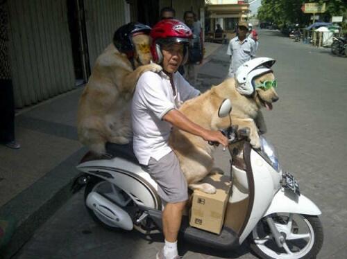  Inilah Fenomena Cara Memakai Helm Yang Berada  Disekitar Kita...
