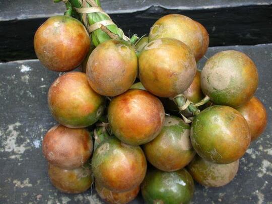 10 buah asli indonesia yang sudah jarang ditemui