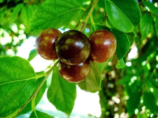 10 buah asli indonesia yang sudah jarang ditemui